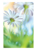 Daisy Dance Giclee Print by Karin Connolly