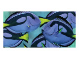 Blue Tang III Premium Giclee-trykk av Melinda Bradshaw