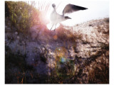Born Again Premium Giclee Print by Steve Hunziker