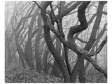 Potato Creek Gnarled Trees Black and White Premium Giclee-trykk av Danny Burk