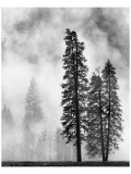 Yosemite Misty Pines Black and White Premium Giclee-trykk av Danny Burk