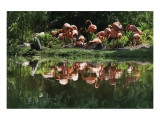 Flamingo Party Giclee Print by Steve Hunziker