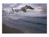 Pelican Plight Lámina giclée por Steve Hunziker Pelican Plight Lámina giclée por Steve Hunziker