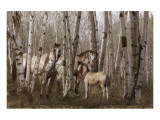Birchwood Family Premium Giclee Print by Steve Hunziker