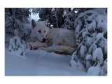 Snowy Wolf Giclee Print by Steve Hunziker
