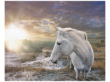 White Reflection reproduction procédé giclée par Steve Hunziker