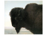 Bison Head reproduction procédé giclée par Albert Bierstadt