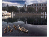 New Born Crossing Giclee Print by Steve Hunziker