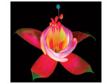 Fuschia II Giclee Print by Harold Davis Fuschia II Giclee Print by Harold Davis