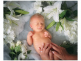 Lily White Giclee Print by Linda Johnson