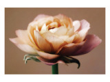 The Perfect Rose reproduction procédé giclée par Christine Zalewski
