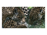 Jaguar Giclee Print by Melinda Bradshaw