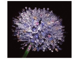 Intricate Detail of Nature's Perfection Giclee Print by Harold Davis Intricate Detail of Nature's Perfection Giclee Print by Harold Davis