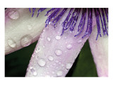 Passiflora Christmas Lámina giclée por Harold Davis Passiflora Christmas Lámina giclée por Harold Davis
