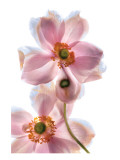 Anemone Japonica IV Premium Giclee Print by Harold Davis