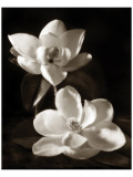 Magnolia II Premium Giclee Print by Dan Magus