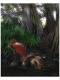 Steve Hunziker - Spoonbill Plight - Birinci Sınıf Giclee Baskı Steve Hunziker - Spoonbill Plight - Birinci Sınıf Giclee Baskı
