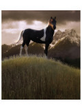 Proud Pinto reproduction procédé giclée par Steve Hunziker