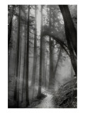 Camino en el bosque Lámina giclée por Harold Davis