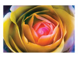 Fire Spiral in The Flower Giclée-Premiumdruck von Harold Davis