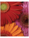 Gerbera Trio Premium Giclee-trykk av Danny Burk