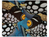 Clown Trigger II Premium Giclee-trykk av Melinda Bradshaw