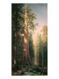 Giant Trees, Mariposa Grove, California Premium Giclee Print by Albert Bierstadt Giant Trees, Mariposa Grove, California Premium Giclee Print by Albert Bierstadt