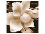 Magnolia Close Up II reproduction procédé giclée par Christine Zalewski
