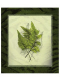 Japanese Painted Fern Study II Premium Giclee-trykk av Melinda Bradshaw