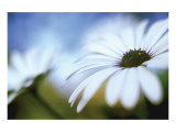 Daisy Blue II Giclee Print by Karin Connolly