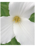 Trillium IX Premium Giclee-trykk av Danny Burk