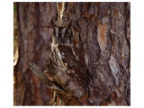 Screech Owl Giclee Print by Steve Hunziker