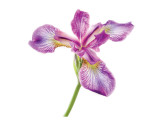 Unbearable Lightness of Iris Giclee Print by Harold Davis