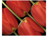 Tulips III Premium Giclee-trykk av Danny Burk