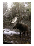 Moose Creek Giclee Print by Steve Hunziker