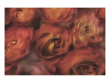 Antique Roses Giclee Print by Dan Magus