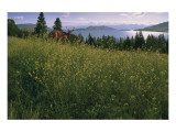 Lake Deer Giclee Print by Steve Hunziker