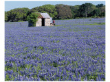 Bluebonnets Shed Premium Giclee-trykk av Danny Burk