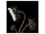 Three Sunflowers Lámina giclée por Dan Magus Three Sunflowers Lámina giclée por Dan Magus