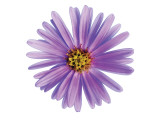 Pâquerettes violettes reproduction procédé giclée par Christine Zalewski
