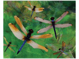Dragonfly Fantasy Premium Giclee-trykk av Melinda Bradshaw