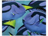 Blue Tang II Premium Giclee-trykk av Melinda Bradshaw
