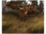 Deer Panic Giclee Print by Steve Hunziker