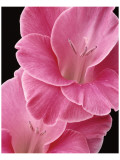 Gladiolus V Giclee Print by Danny Burk