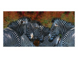 Zebraer Premium Giclee-trykk av Melinda Bradshaw