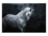 Moonlight Silver Stallion Giclee Print by Melanie Snowhite
