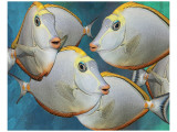 Blonde Naso Tang II Premium Giclee-trykk av Melinda Bradshaw Blonde Naso Tang II Premium Giclee-trykk av Melinda Bradshaw