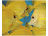 Yellow Tang II Premium Giclee-trykk av Melinda Bradshaw