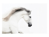 White on White Giclee Print by Melanie Snowhite