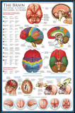 The Brain Prints